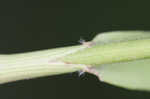 Hairy woodland brome